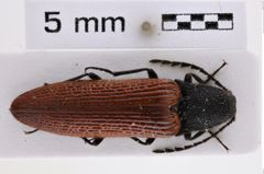 Foto (Dorsalansicht) von Melanotus augustus (Platia & Schimmel, 2002) (NHMW-ZOO-COL-0007727)
